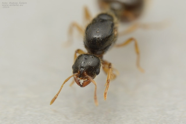Solenopsis fugax - tolvajhangya