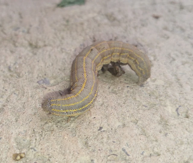 Anophia leucomelas - déli folyófűbagoly