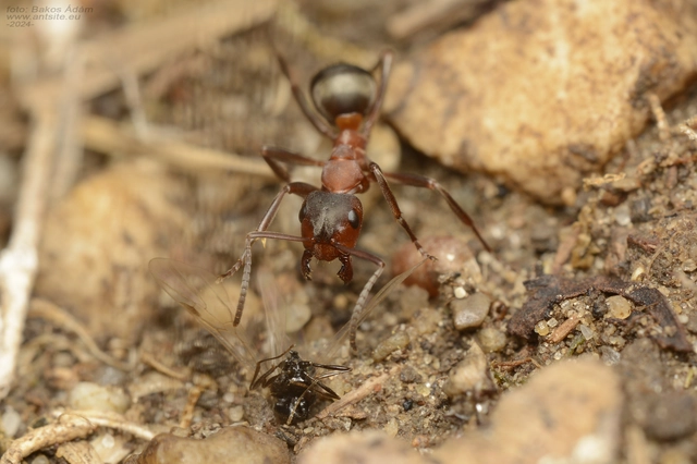 Formica sanguinea - vérvörös rablóhangya