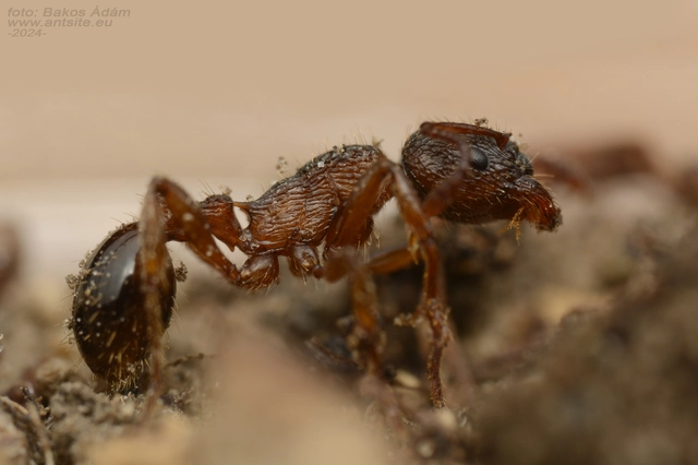 Myrmica schencki - kétszínű bütyköshangya