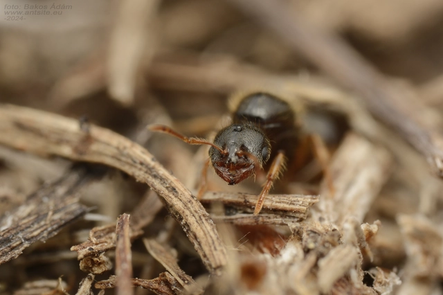 Solenopsis fugax - tolvajhangya