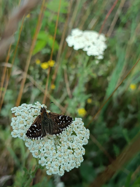 Pyrgus armoricanus - feles busalepke