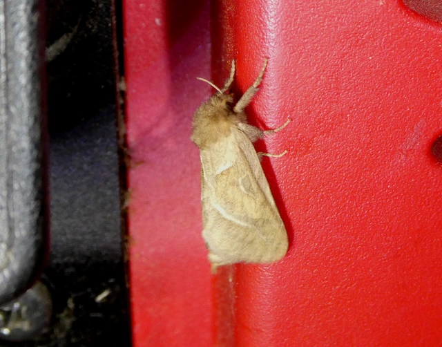 Triodia sylvina - kis gyökérrágólepke