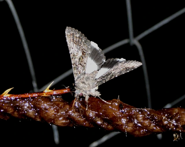 Anophia leucomelas - déli folyófűbagoly