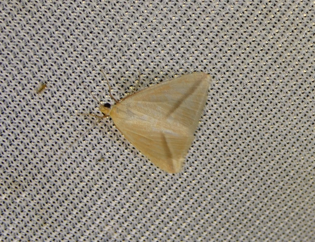 Rhodometra sacraria - rózsacsíkos araszoló