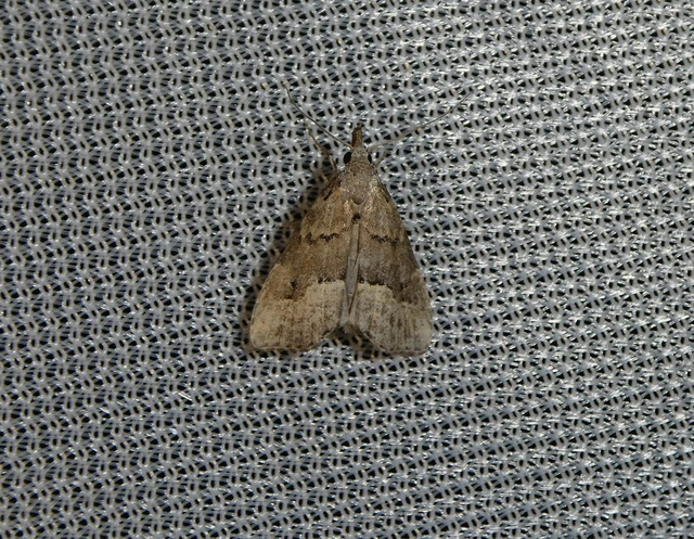 Schrankia taenialis - lomberdei karcsúbagoly