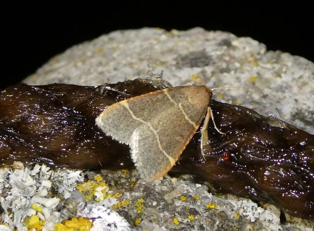 Hypsopygia glaucinalis - rezes fényilonca