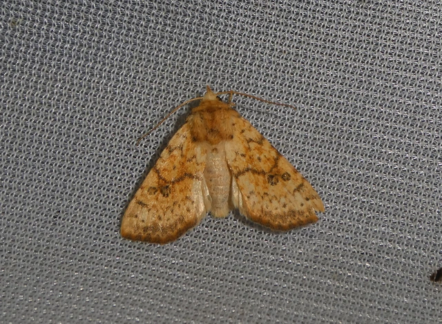 Tiliacea sulphurago - kénes sárgabagoly