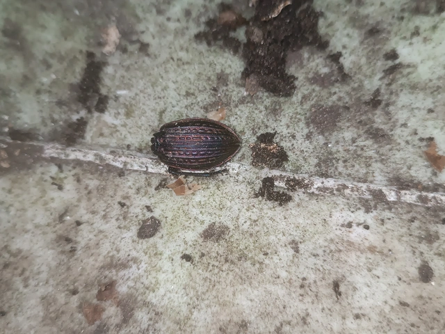 Carabus ulrichii - rezes futrinka Carabus ulrichii - rezes futrinka