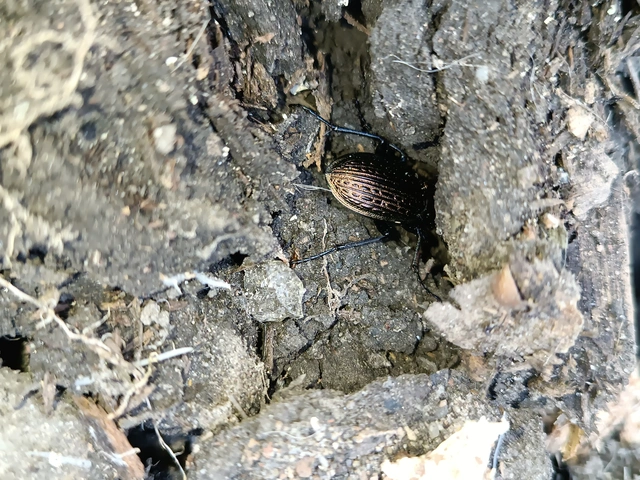 Carabus ulrichii - rezes futrinka Carabus ulrichii - rezes futrinka