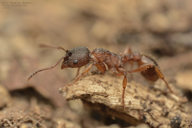 Myrmica schencki - kétszínű bütyköshangya