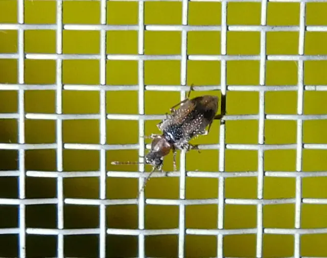 Notoxus appendicinus - déli nyakszarvúbogár