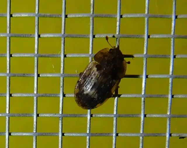 Soronia grisea - pettyegetett fénybogár Soronia grisea - pettyegetett fénybogár