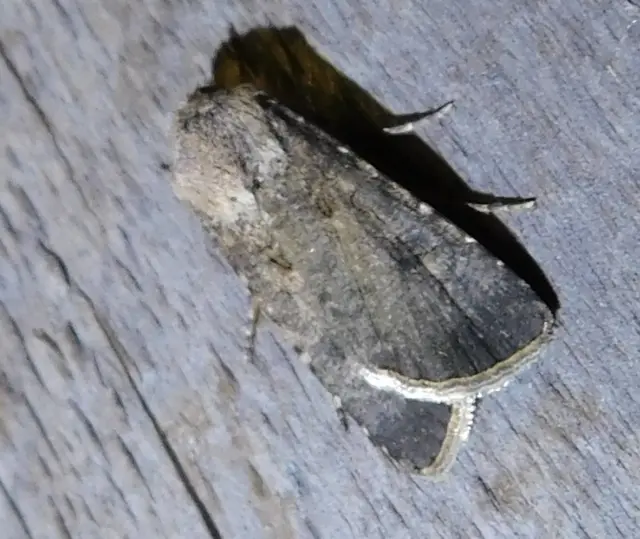 vetési földibagoly - Agrotis segetum