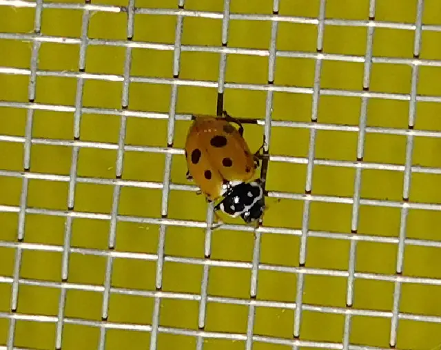 Hippodamia variegata - tizenhárompettyes katica