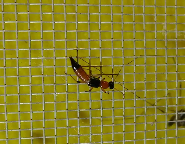 Paederus