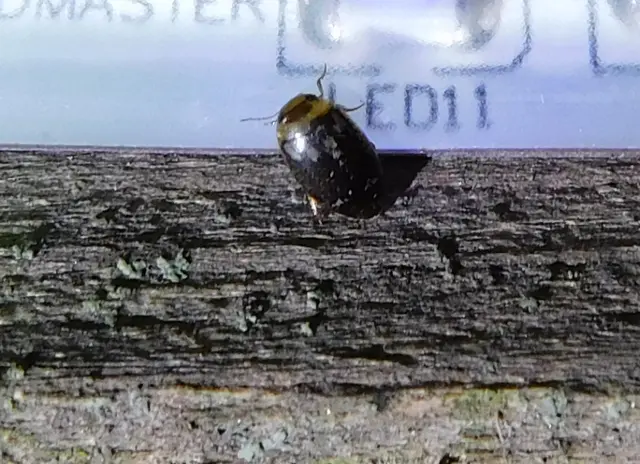 Laccophilus poecilus - tarka bukóbogár