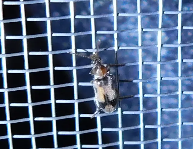 Notoxus appendicinus - déli nyakszarvúbogár