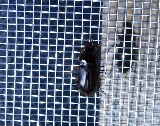Harpalus griseus - kis selymesfutó