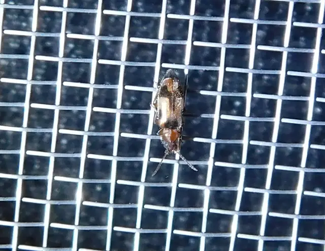 Notoxus appendicinus - déli nyakszarvúbogár