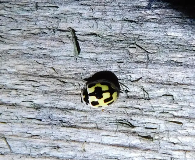 Propylea quatuordecimpunctata - tizennégypettyes füsskata