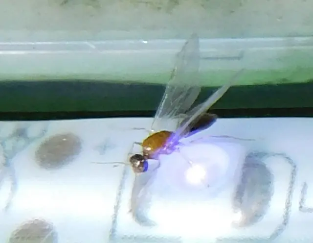 Colobopsis truncata - kapushangya