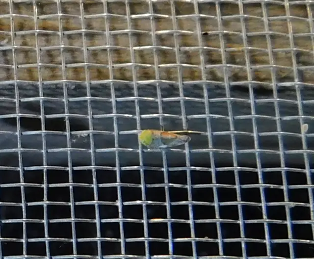 Hishimonus hamatus