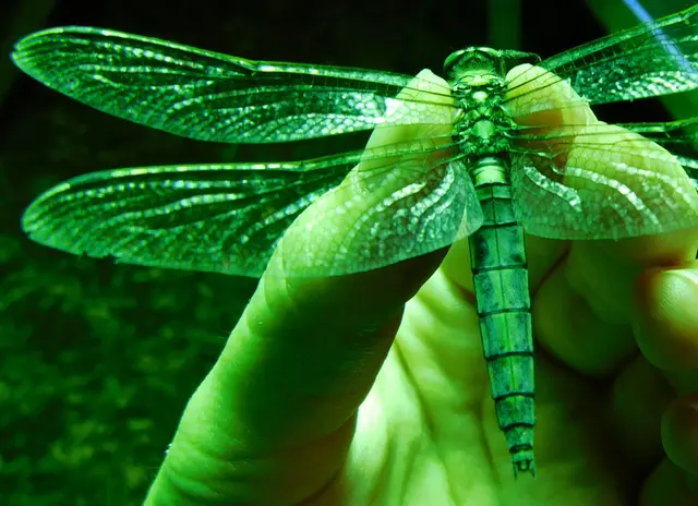 Orthetrum cancellatum - feketefarkú pásztorszitakötő
