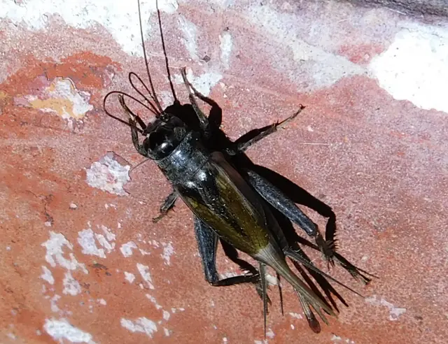 Eumodicogryllus bordigalensis - bordói tücsök