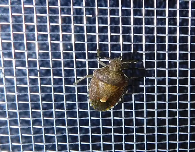 Peribalus strictus - tavaszi címerespoloska Peribalus strictus - tavaszi címerespoloska