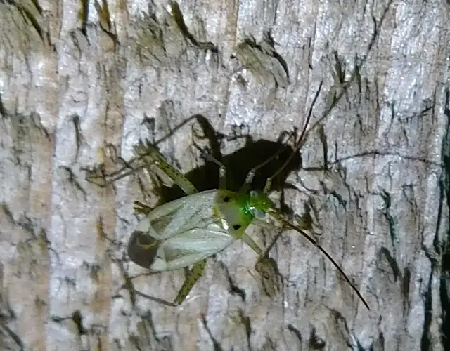 Adelphocoris lineolatus - lucernapoloska
