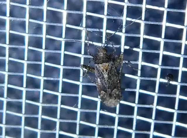 Phytocoris
