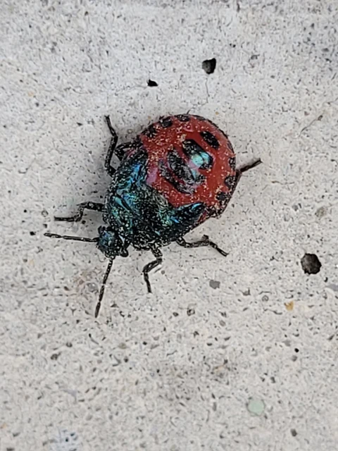 Zicrona caerulea - acélkék poloska Zicrona caerulea - acélkék poloska
