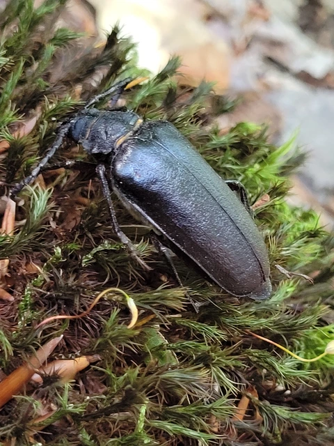Prionus coriarius - csőszcincér