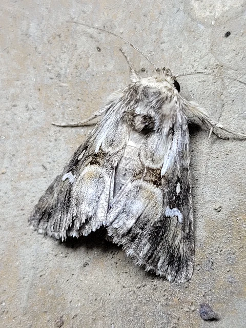 Calophasia lunula - gyújtoványfű-apróbagoly