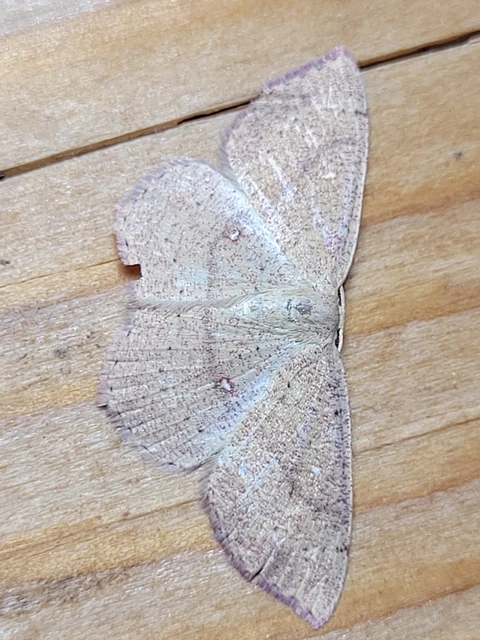 Cyclophora ruficiliaria - vörösrojtú pettyesaraszoló