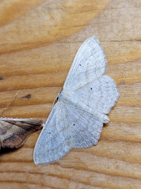 Scopula nigropunctata - feketepettyes araszoló