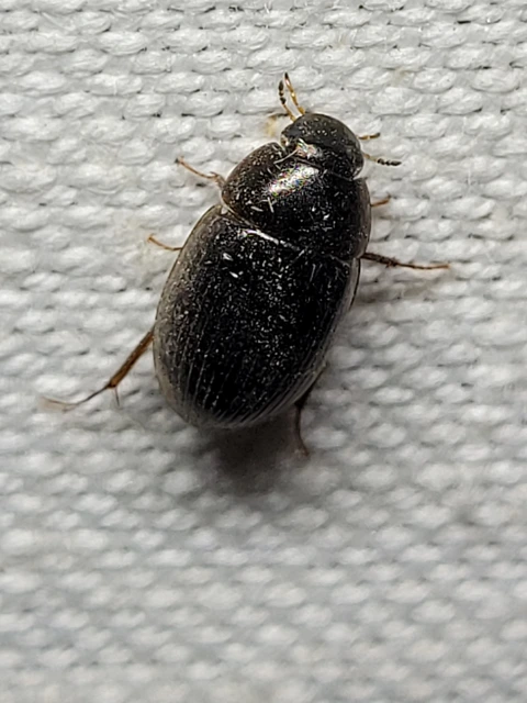 Hydrobius