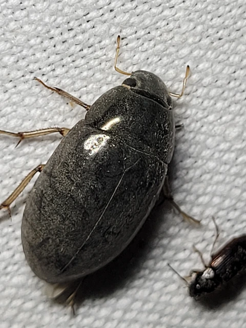 Hydrochara flavipes - sárgalábú csibor