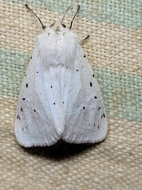 Spilosoma lubricipedum - tejszínű medvelepke