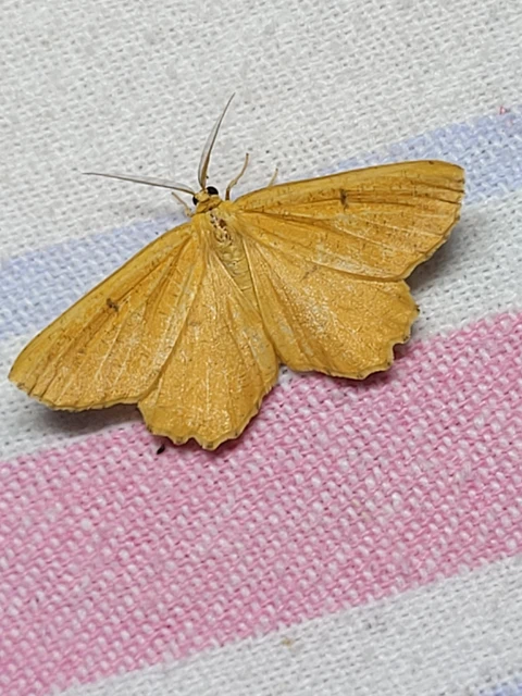 Angerona prunaria - sárga kökényaraszoló