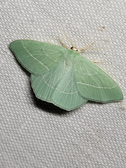 Hemistola chrysoprasaria - kékes zöldaraszoló