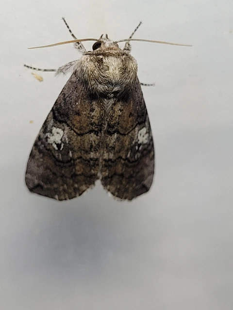Tethea ocularis - pápaszemes pihésszövő