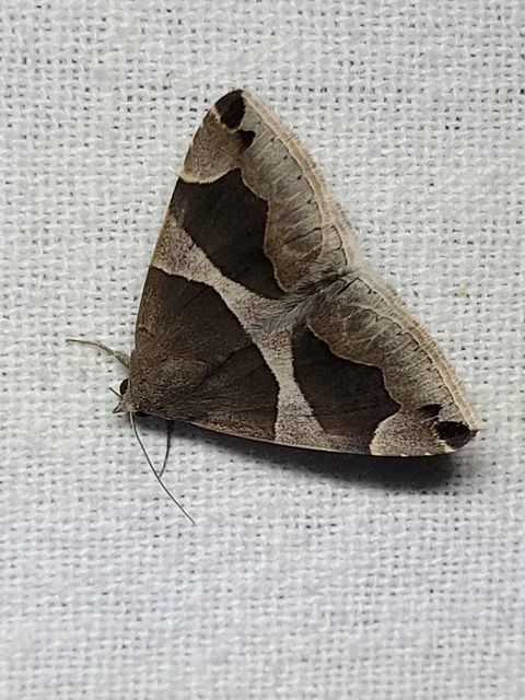 Dysgonia algira - déli porcelánbagoly