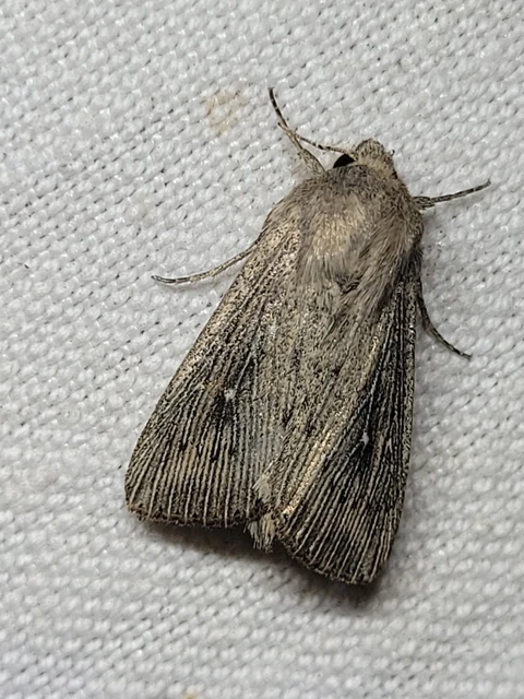 Leucania obsoleta - pontozott rétibagoly