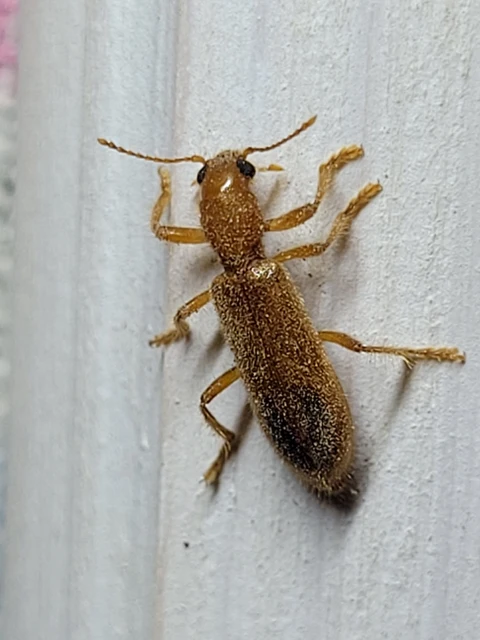 Opilo pallidus - sárga szúfarkas