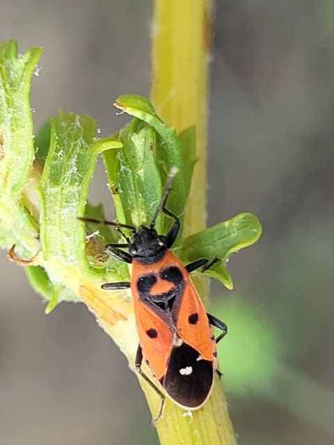 Melanocoryphus albomaculatus - nagy fehérfoltos-bodobács