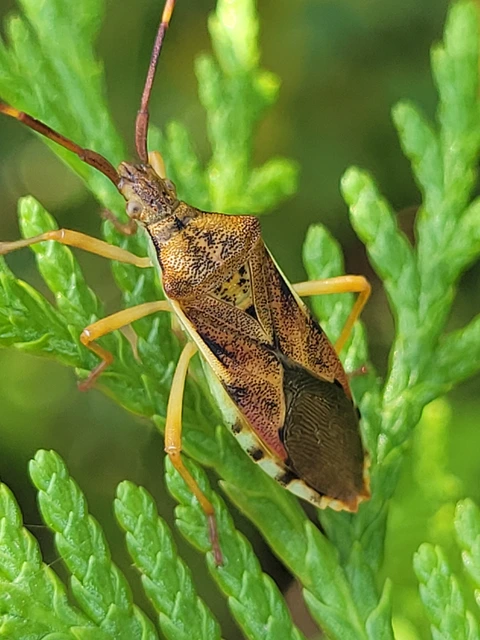 Gonocerus juniperi - boróka-karimáspoloska
