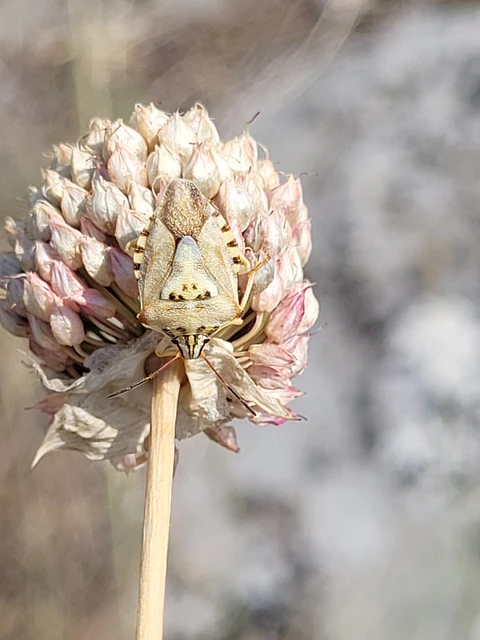 Carpocoris Carpocoris