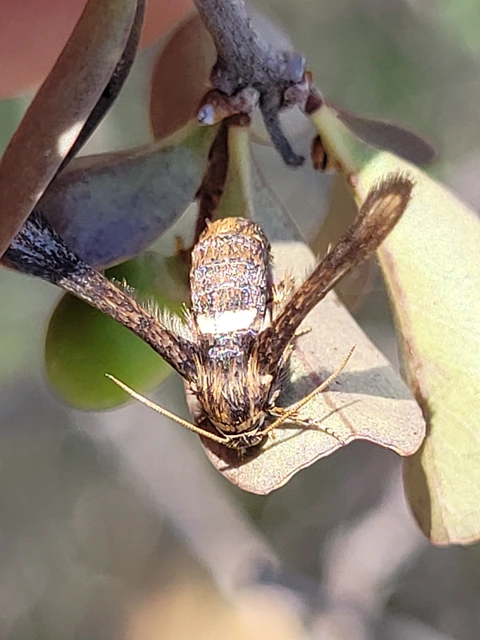 Microsphecia brosiformis - folyófűszitkár